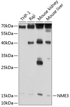 Anti-NME3 Antibody (CAB2774)