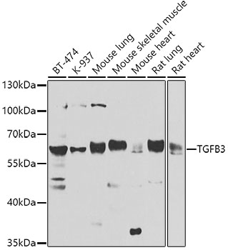 Anti-TGFB3 Polyclonal Antibody (CAB8460)