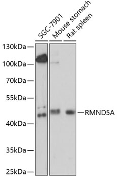 Anti-RMND5A Antibody (CAB14924)