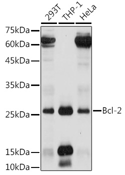 Anti-Bcl-2 Antibody (CAB0208)