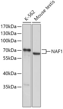 Anti-NAF1 Antibody (CAB17809)