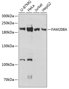 Anti-FAM208A Antibody (CAB13187)