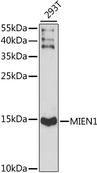 Anti-MIEN1 Antibody (CAB15535)