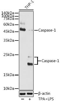 Anti-Caspase-1 Antibody (CAB16792)