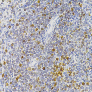 Anti-NASP Antibody (CAB6938)