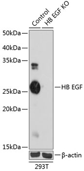 Anti-HB EGF[KO Validated] Antibody