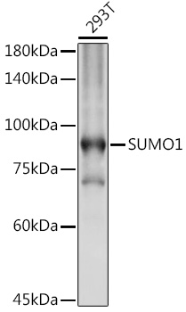 Anti-SUMO1 Antibody (CAB2130)