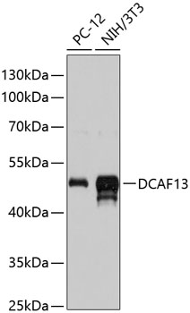 Anti-DCAF13 Antibody (CAB13213)