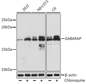 Anti-GABARAP Antibody (CAB4335)