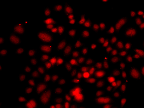 Anti-RRAGC Antibody (CAB7479)