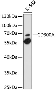 Anti-CD300A Antibody (CAB10006)