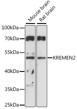 Anti-KREMEN2 Antibody (CAB16202)
