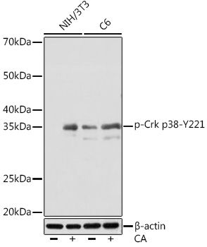 Anti-Phospho-Crk p38-Y221 Antibody (CABP1150)