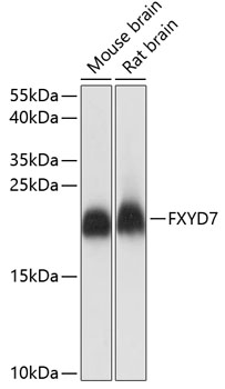 Anti-FXYD7 Antibody (CAB14895)