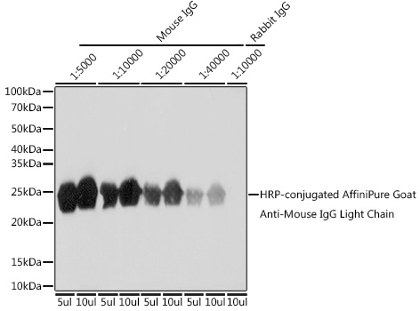 Anti-HRP-conjugated AffiniPure Goat Anti-Mouse IgG Light Chain Antibody (CABS062)