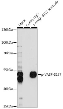 Anti-Phospho-VASP-S157 pAb (CABP0763)