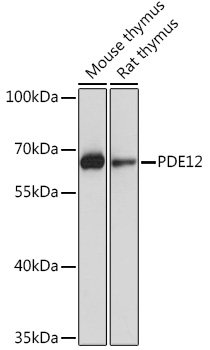 Anti-PDE12 Antibody (CAB17270)