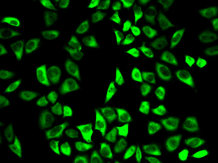 Anti-PRDX6 Antibody (CAB2031)