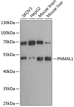 Anti-PNMAL1 Antibody (CAB12092)