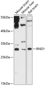 Anti-RND1 Antibody (CAB13705)