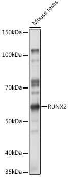 Anti-RUNX2 Antibody (CAB2851)