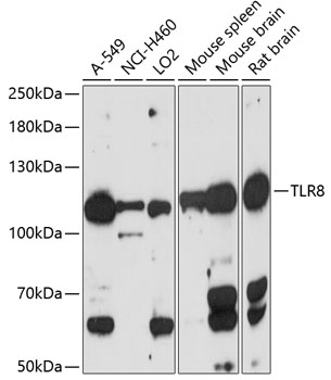 Anti-TLR8 Antibody (CAB12906)