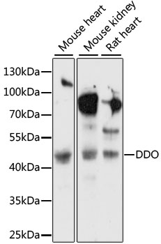 Anti-DDO Antibody (CAB15338)