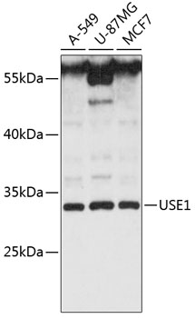 Anti-USE1 Antibody (CAB13151)