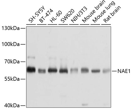 Anti-NAE1 Antibody (CAB4254)