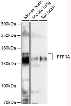 Anti-PTPRA Antibody (CAB12318)