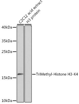 Anti-TriMethyl-Histone H3-K4 Antibody (CAB2357)