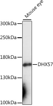 Anti-DHX57 Antibody (CAB16588)