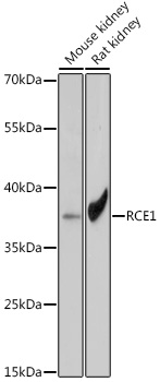 Anti-RCE1 Antibody (CAB18414)