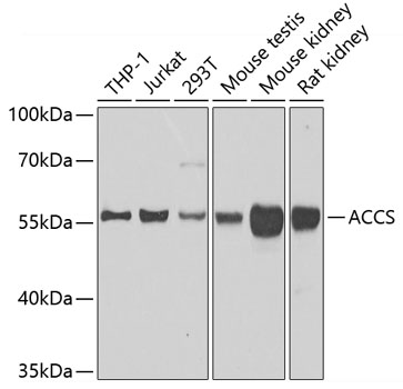 Anti-ACCS Antibody (CAB7395)