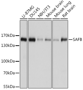 Anti-SAFB Antibody (CAB7927)