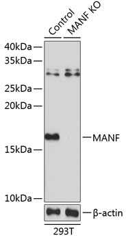 Anti-MANF Antibody [KO Validated] (CAB13371)