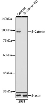 Anti-Beta-Catenin Antibody [KO Validated] (CAB11512)