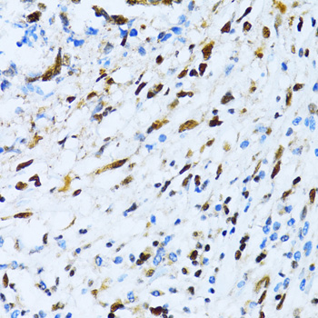 Anti-XRCC4 Antibody (CAB1677)