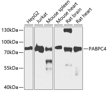 Anti-PABPC4 Antibody (CAB5948)