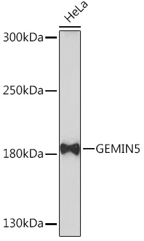 Anti-GEMIN5 Antibody (CAB17125)