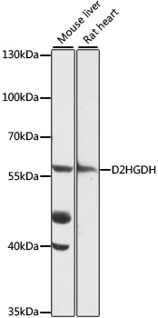 Anti-D2HGDH Antibody (CAB16213)