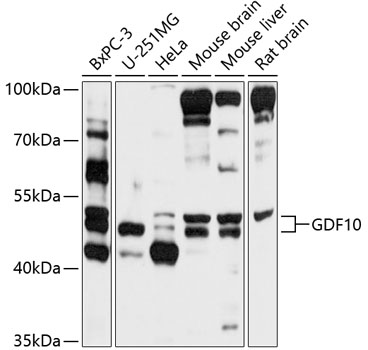 Anti-GDF10 Antibody (CAB10560)