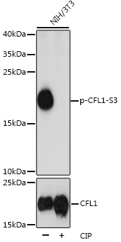 Anti-Phospho-Cofilin-1-S3 Antibody (CABP0178)