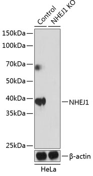 Anti-NHEJ1 Antibody [KO Validated] (CAB19957)