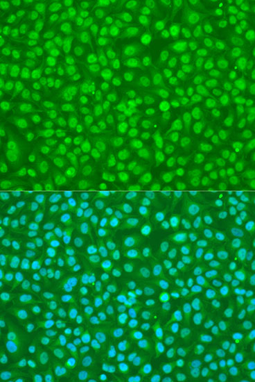 Anti-SFRS9 Antibody (CAB6070)