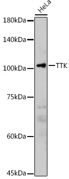 Anti-TTK Antibody (CAB2500)