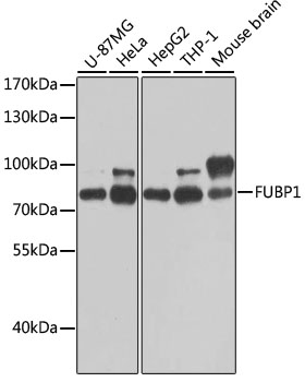 Anti-FUBP1 Antibody (CAB5587)