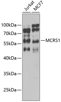 Anti-MCRS1 Polyclonal Antibody (CAB8061)