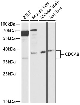 Anti-CDCA8 Antibody (CAB12594)