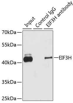 Anti-EIF3H Antibody (CAB7024)